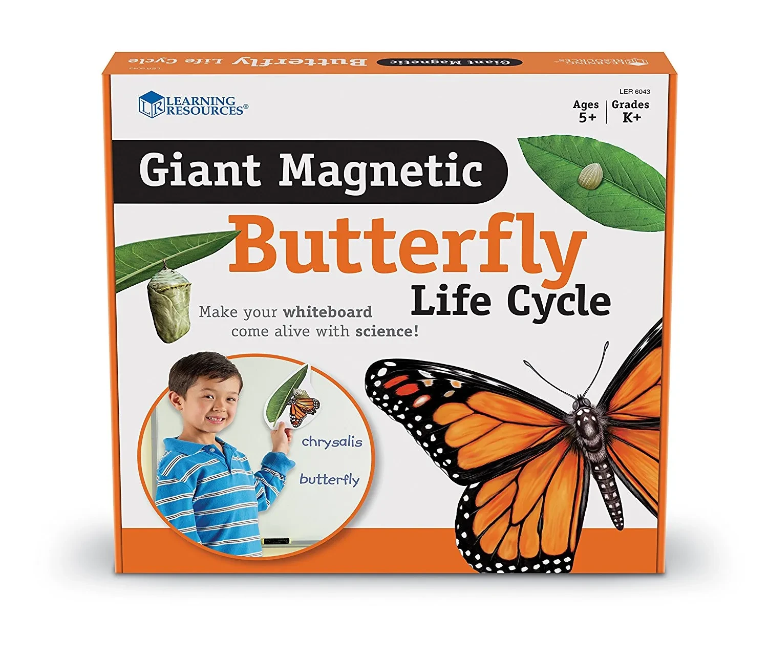 Magnetic Butterfly Life Cycle Set for Hands-On Science Learning