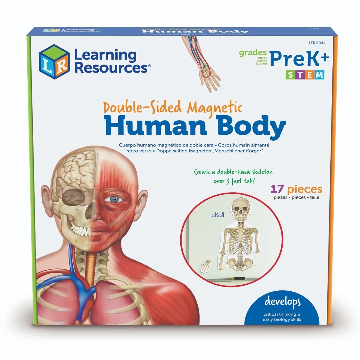 Double-Sided Magnetic Human Body Set for Hands-On Science Learning