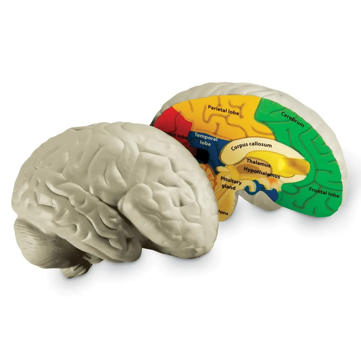 Brain Model for Learning About the Human Nervous System