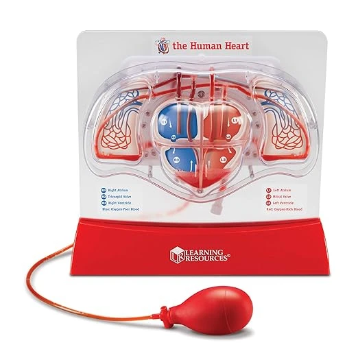 Human Circulatory System Model with Pumping Heart