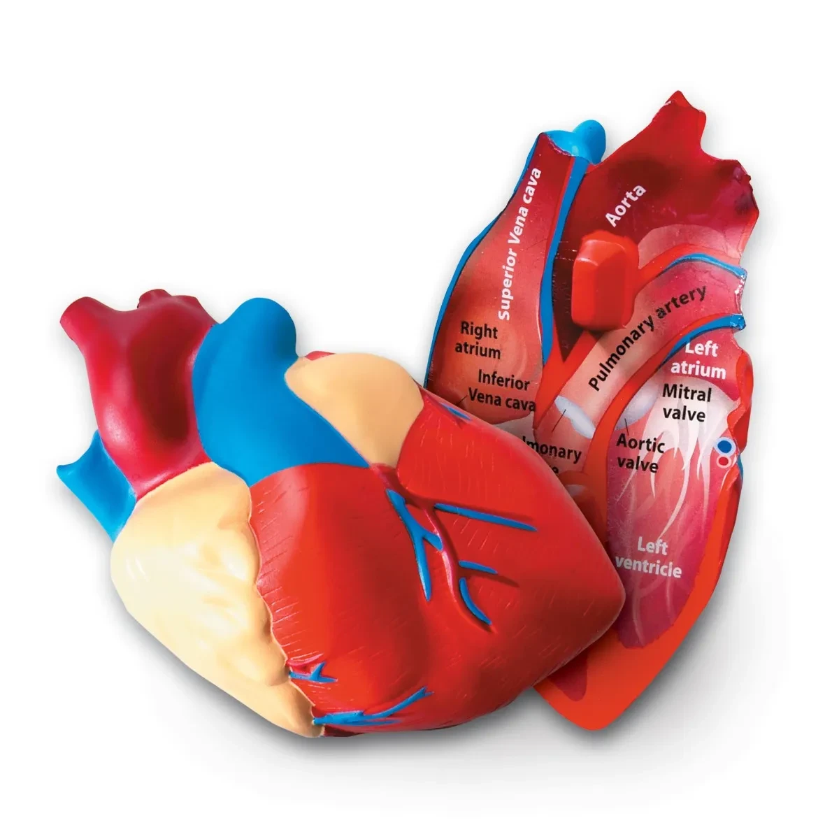 Cross-Section Human Heart Model for Kids and Students