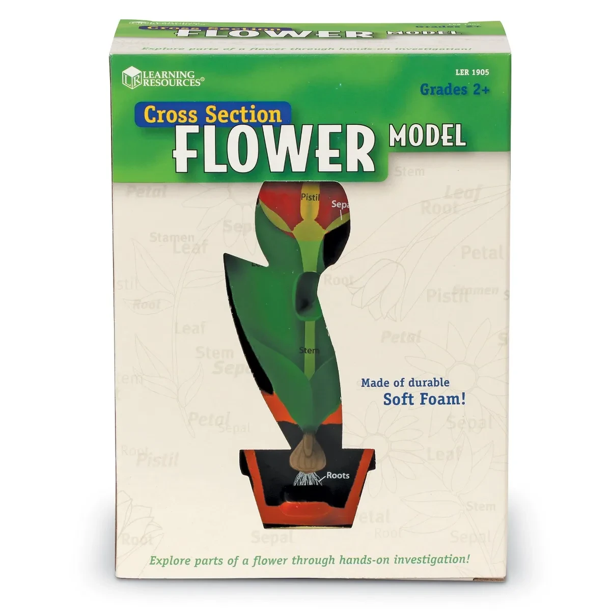 Cross-Section Flower Display Model