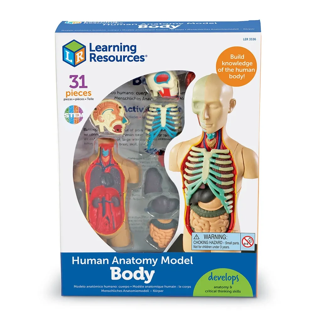 Human Body Anatomy Display Model